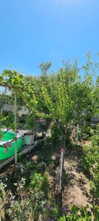 7 otaqlı həyət evi 200 m² satılır — şəkil 1