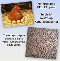 Kənd təsərrüfatı heyvanları üçün proteinli yemlər — şəkil 18