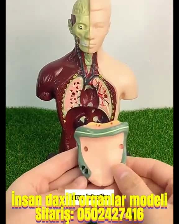 Human internal organs model - Tenderyard