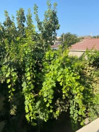 6 otaqlı həyət evi 190 m² satılır — şəkil 18