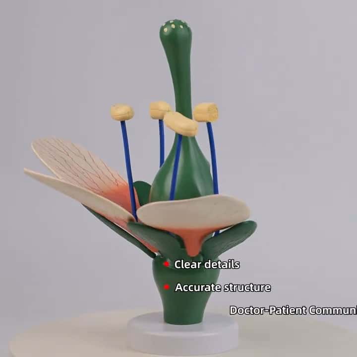Plant flower structure model - Tenderyard