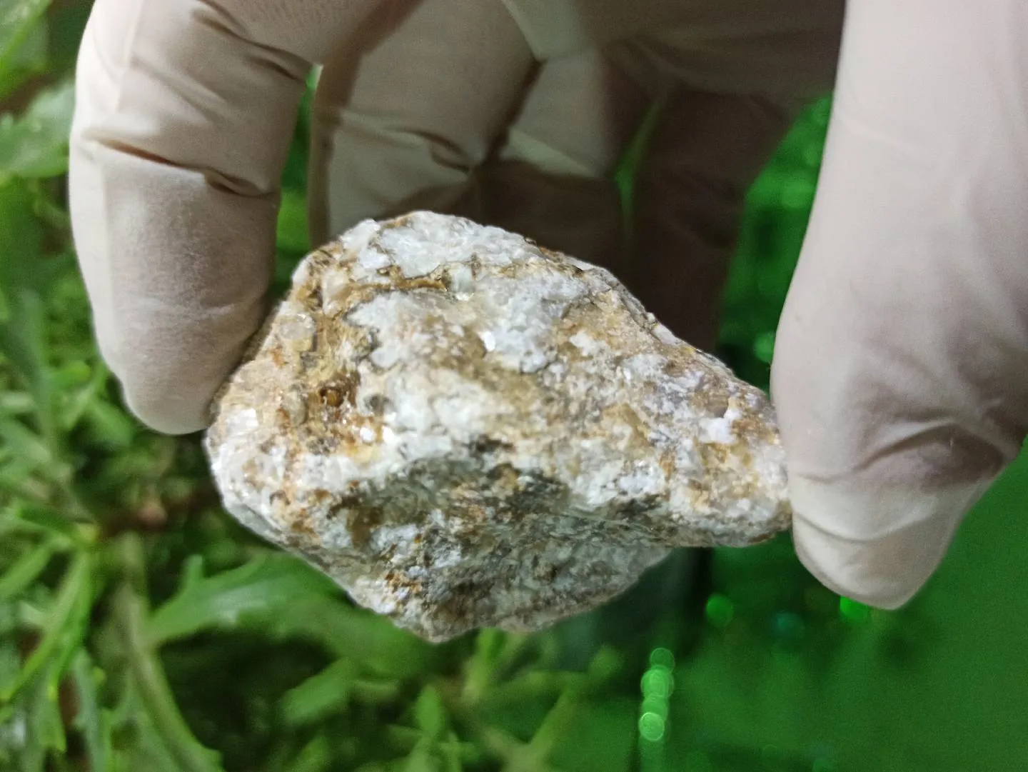 Petrified wood (daşlaşmış ağac) fosili + Kalsit — şəkil 6