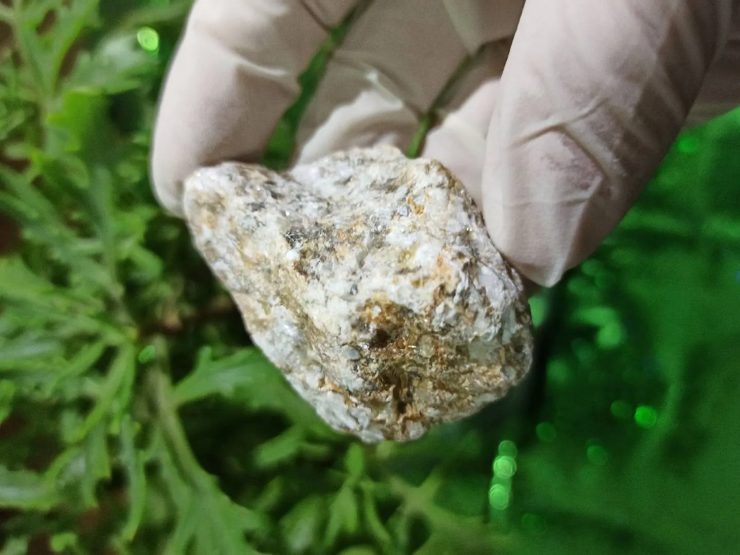 Petrified wood (daşlaşmış ağac) fosili + Kalsit — şəkil 3