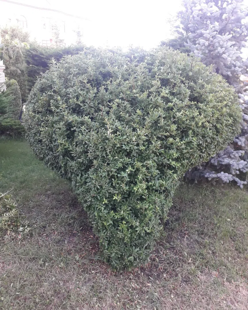— şəkil 2