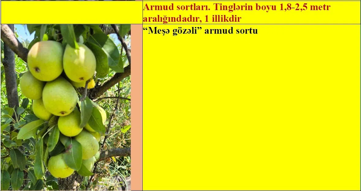 Armud meyvə ağacı tingləri — şəkil 2