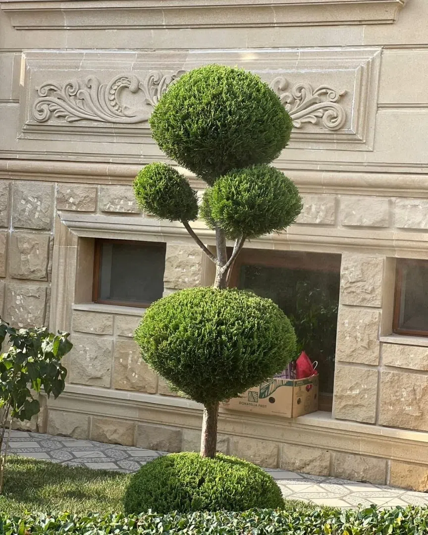 — şəkil 8