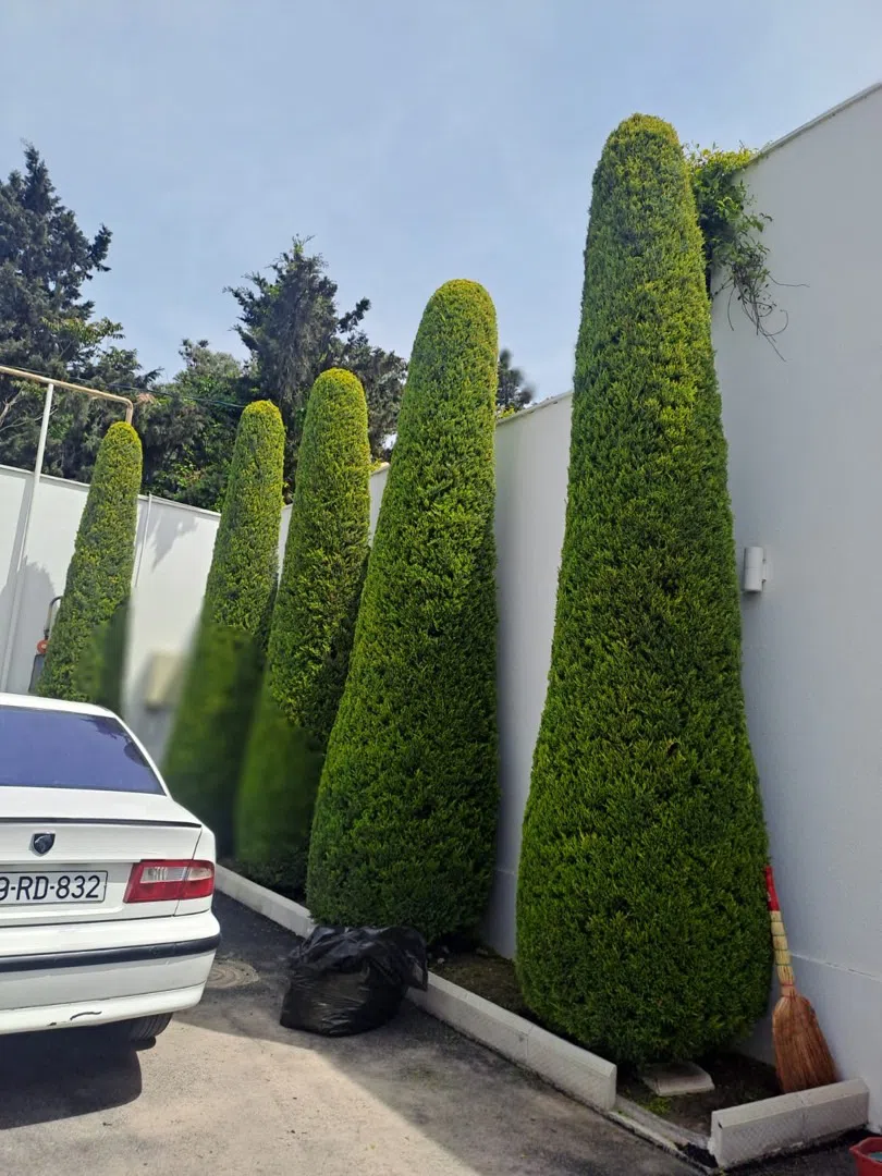 — şəkil 16