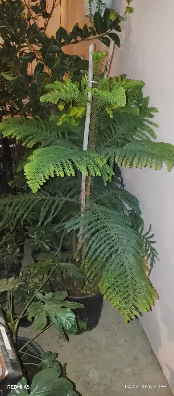 — şəkil 6