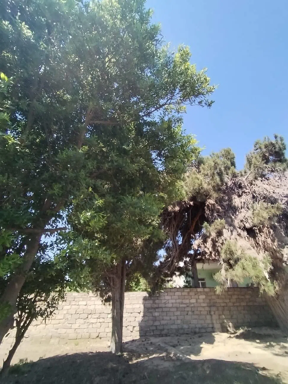 10 sot torpaq sahəsi satılır — şəkil 1