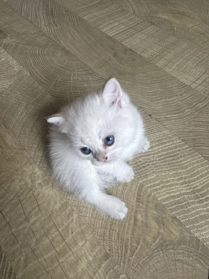 Ağ rəngli, 70 günlük dişi Scottish Fold pişiyi — şəkil 2