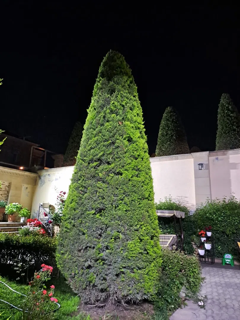 — şəkil 7
