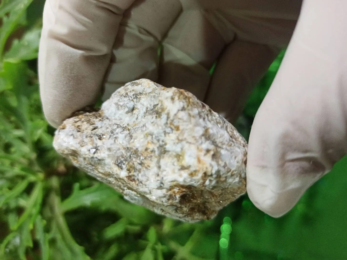 Petrified wood (daşlaşmış ağac) fosili + Kalsit — şəkil 4