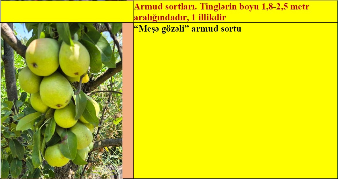 Armud meyvə ağacı tingləri