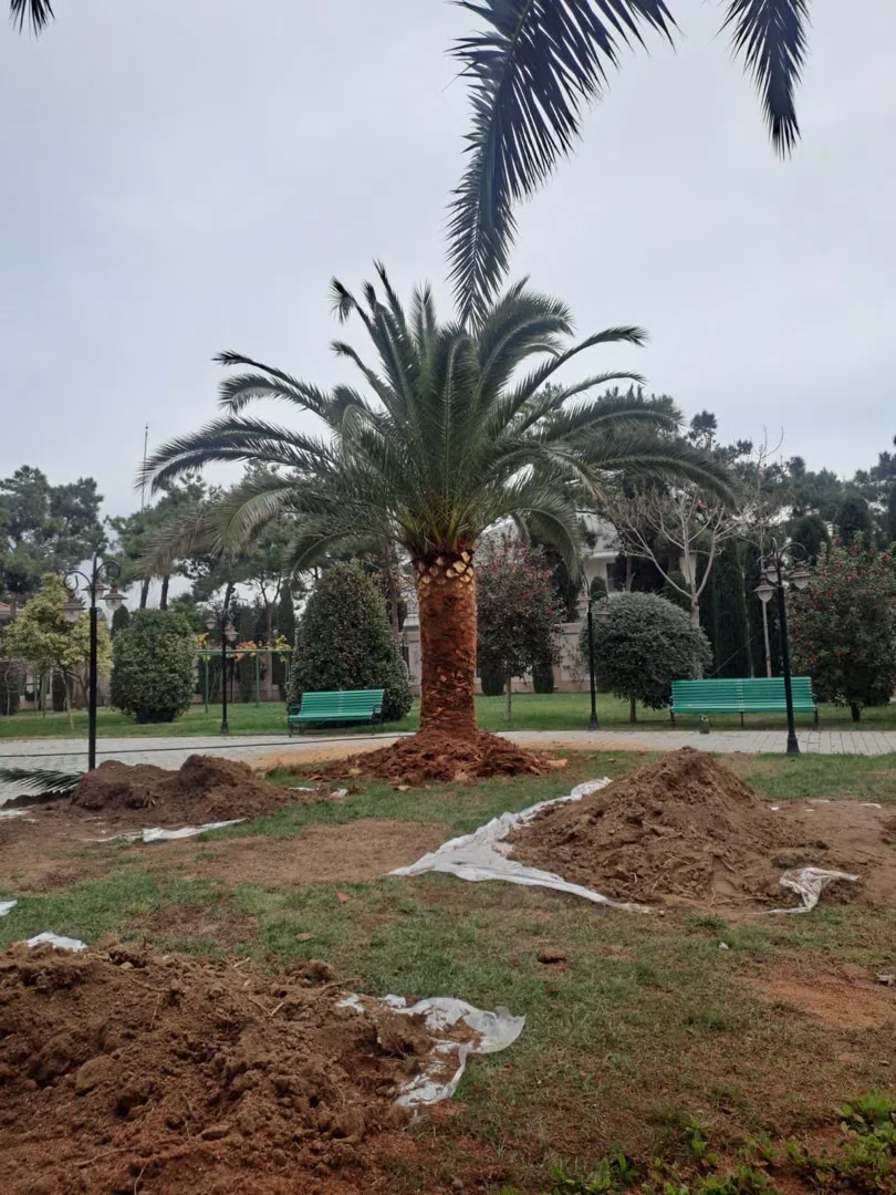 — şəkil 5