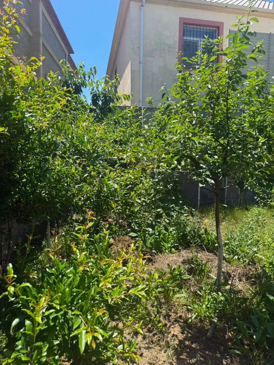 4 otaqlı bağ evi 256 m² 14 sot torpaq sahəsində satılır — şəkil 4