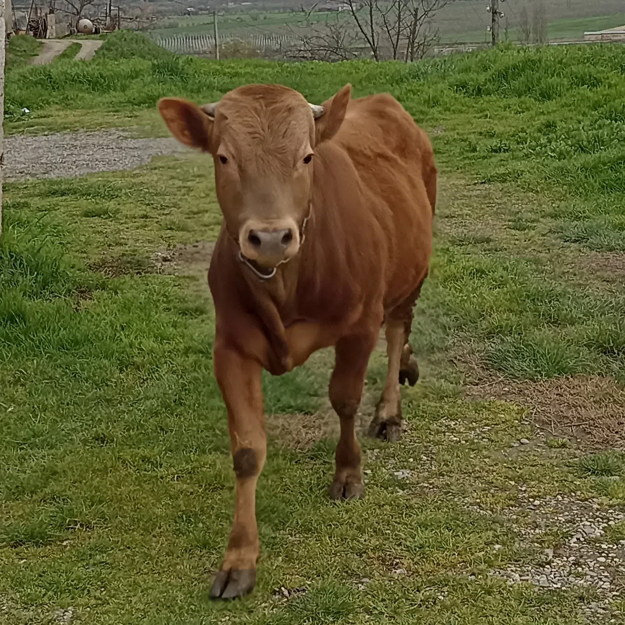 Sağlam və məhsuldar inək