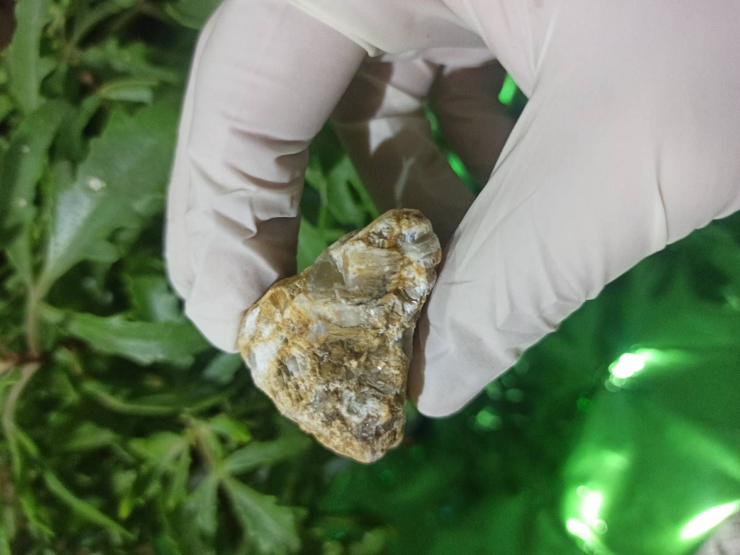 Petrified Wood (daşlaşmış ağac) fosili? 🧐🤔 — şəkil 4