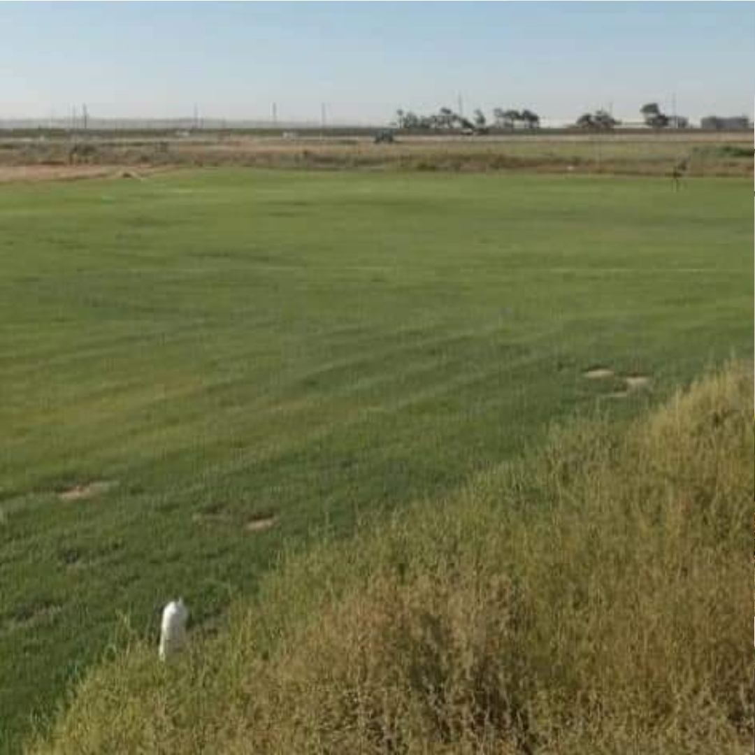 Əla fürsət, alan uduzmaz.