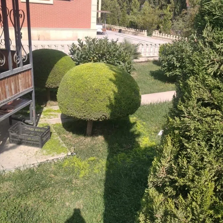 — şəkil 10
