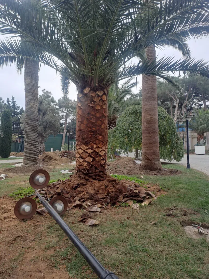 — şəkil 14