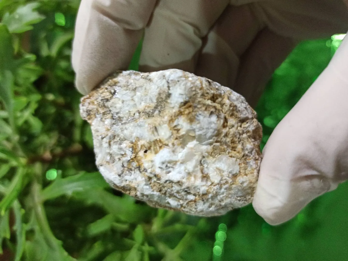 Petrified wood (daşlaşmış ağac) fosili + Kalsit — şəkil 1