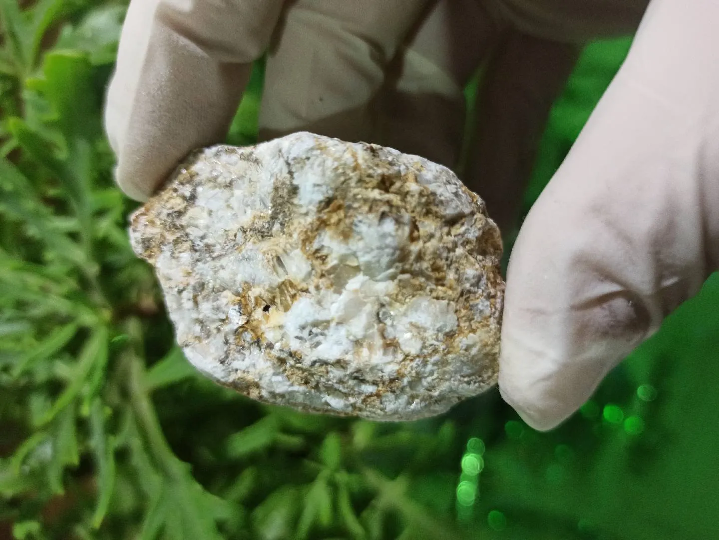 Petrified wood (daşlaşmış ağac) fosili + Kalsit — şəkil 5