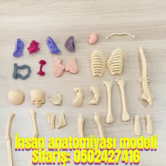 Human anatomy model - Tenderyard
