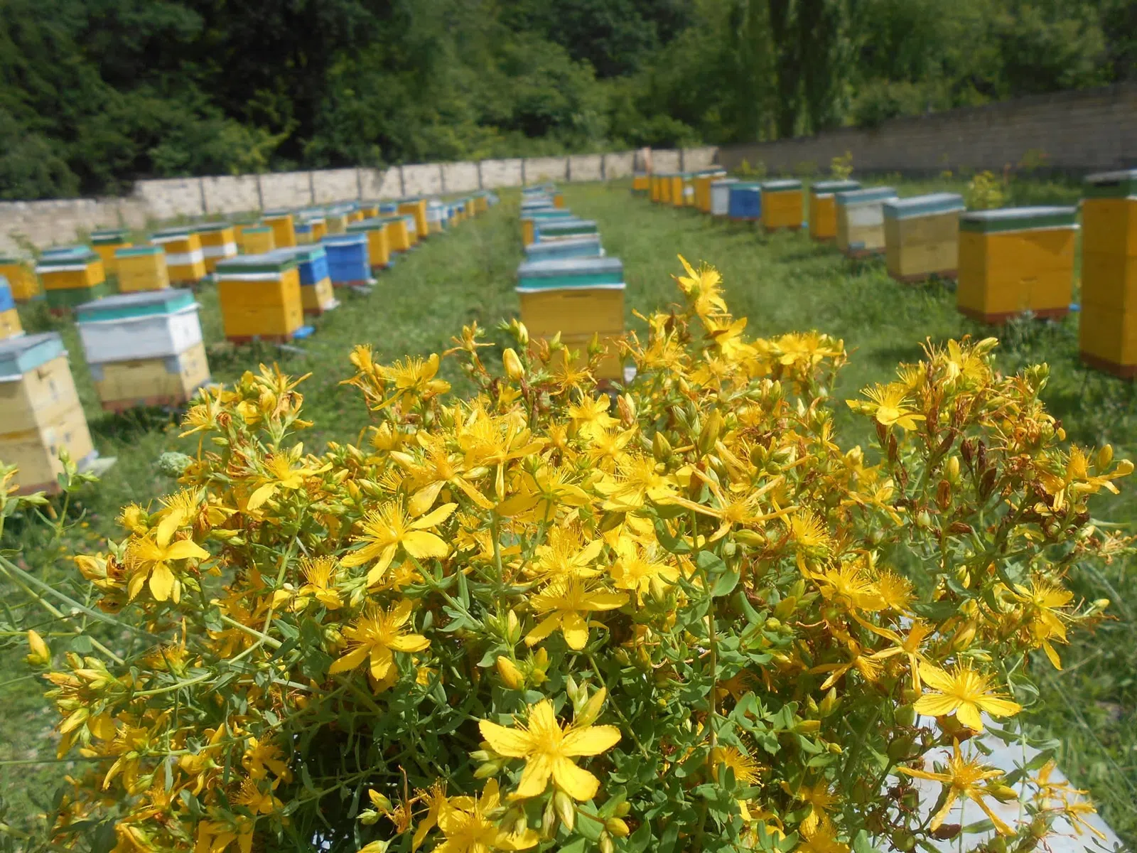 Sale of pure BEEKEEPING products - Tenderyard