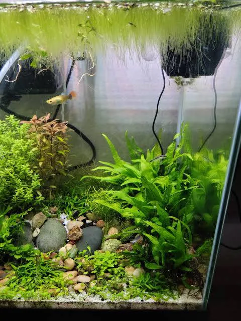 akvarium və balıqlar — şəkil 2
