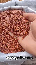 Broomcorn seeds - Tenderyard