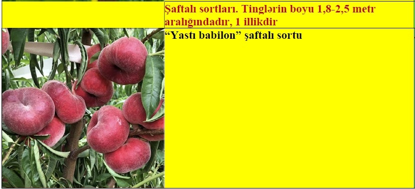 Şaftalı meyvə ağacı tingləri — şəkil 1
