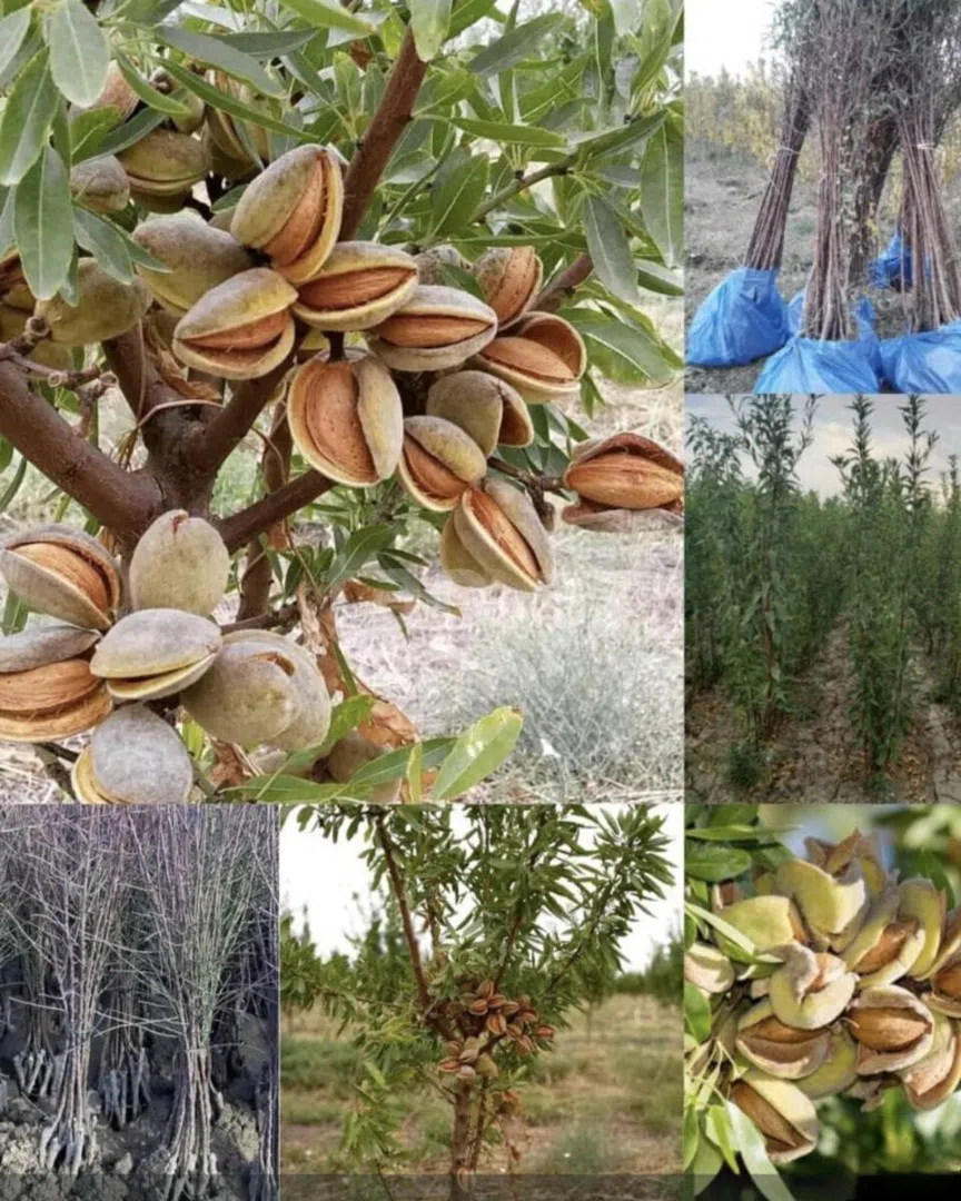Badam və müxtəlif meyvə ağacları — şəkil 2