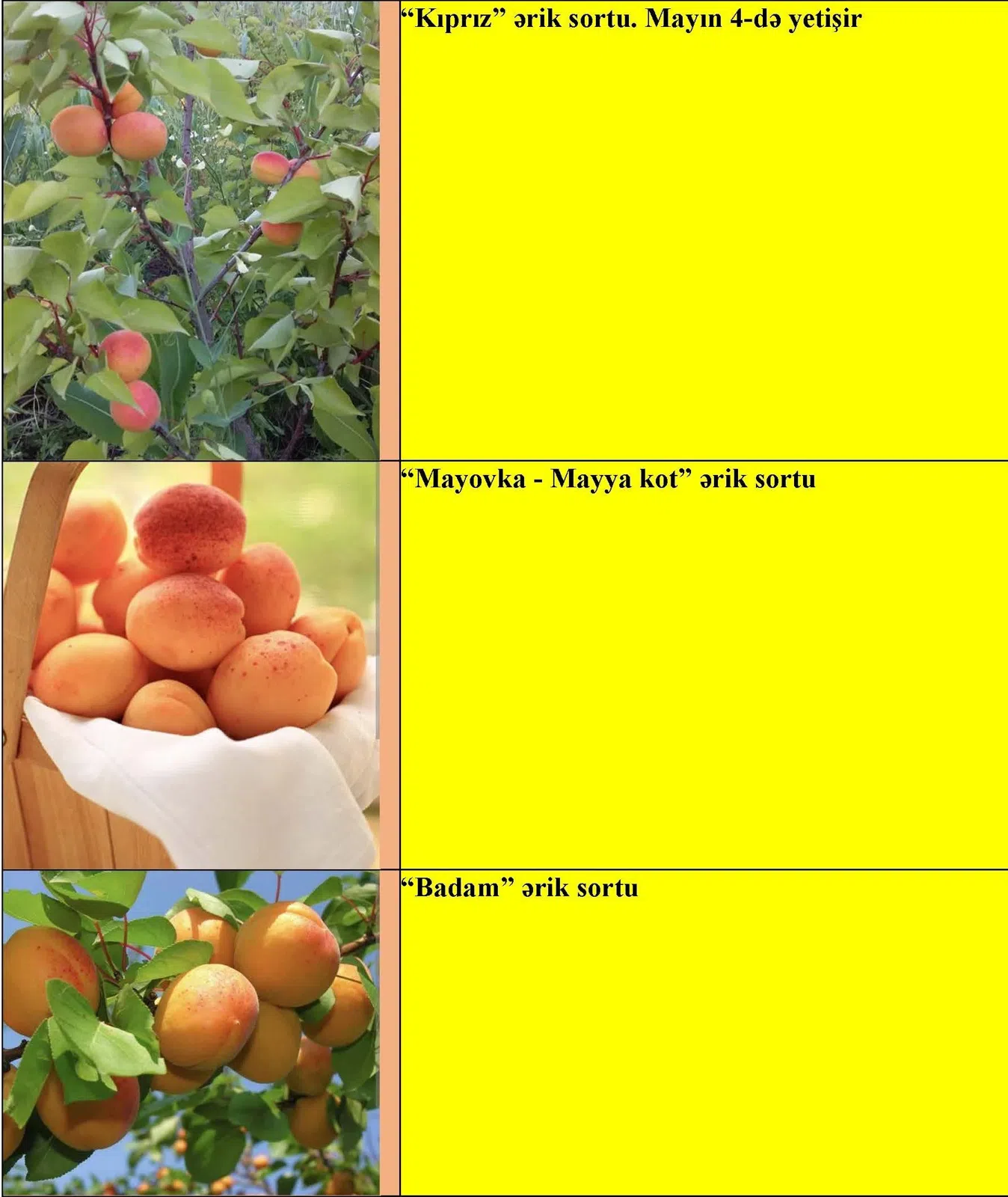 Ərik meyvə ağacı tingləri — şəkil 2