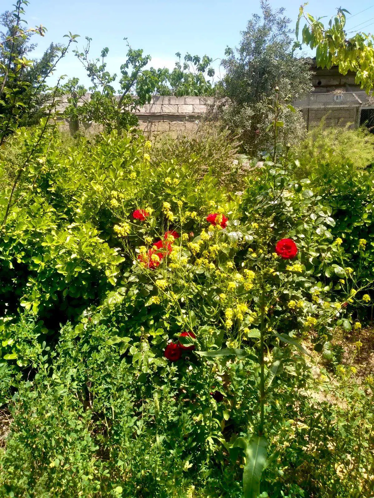 3 otaqlı həyət evi 60 m² satılır — şəkil 1