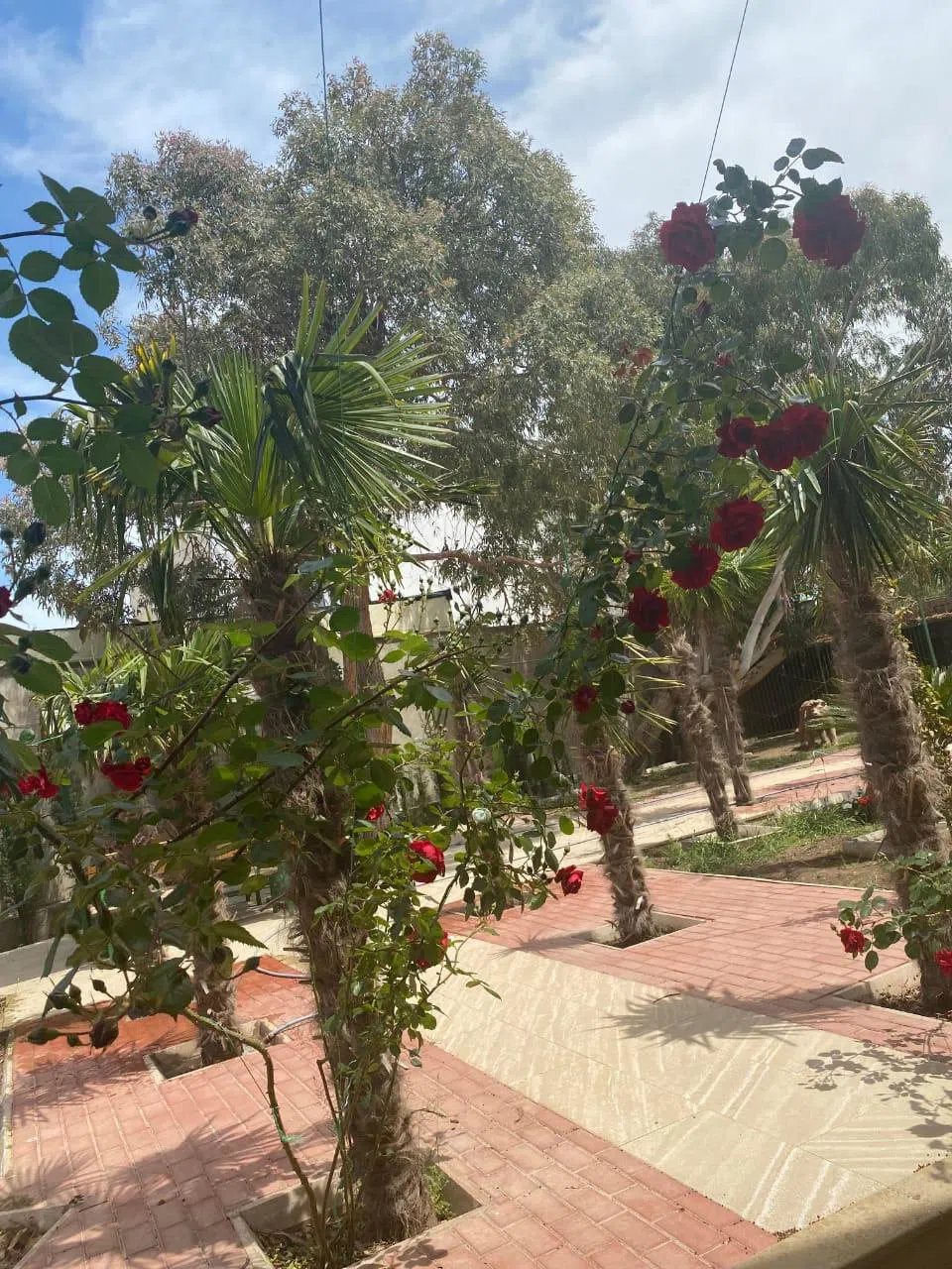 7 otaqlı villa 255 m² - 15 sot torpaq sahəsində satılır — şəkil 25