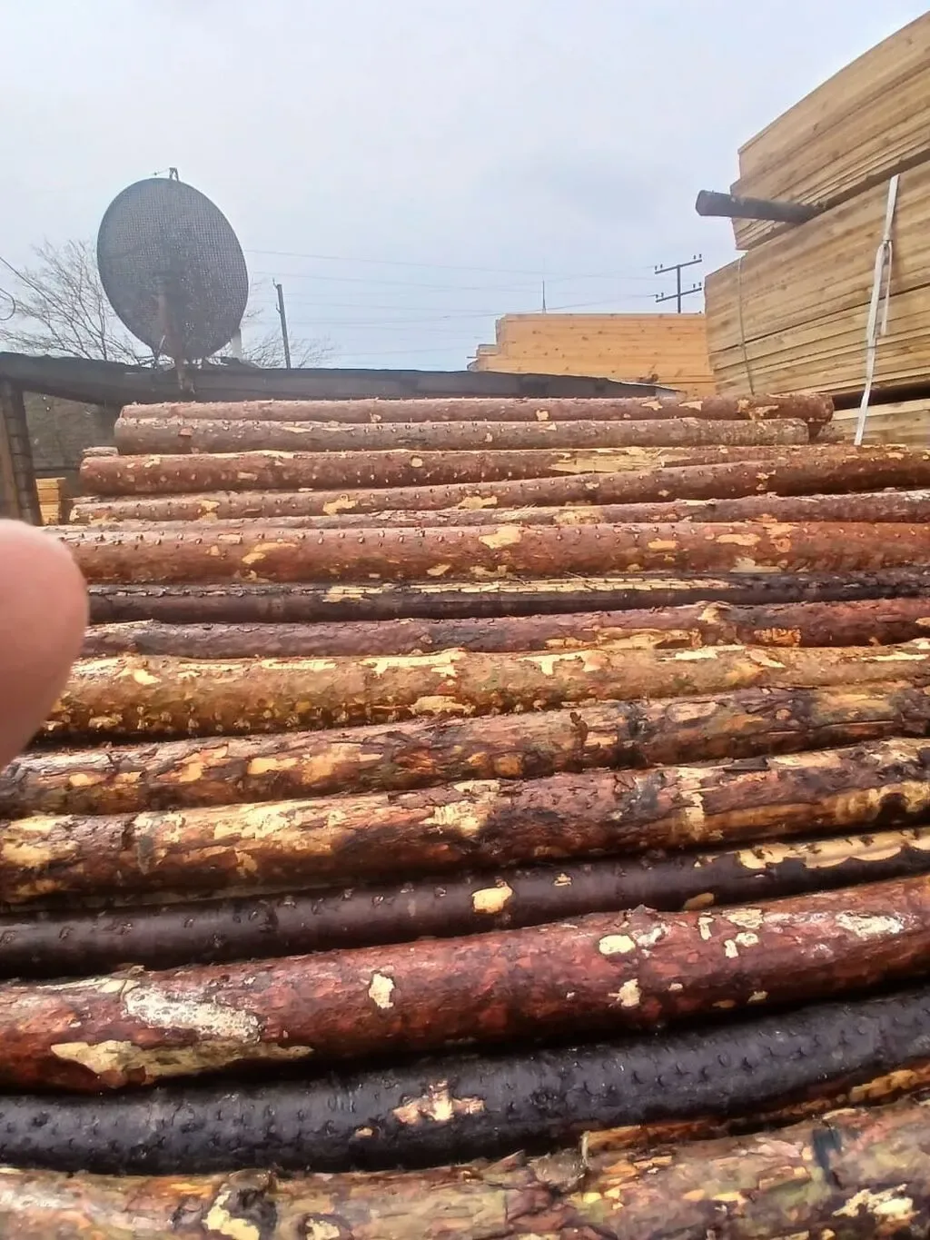 Şam ağacından yumru dirəklər və taxta materialları