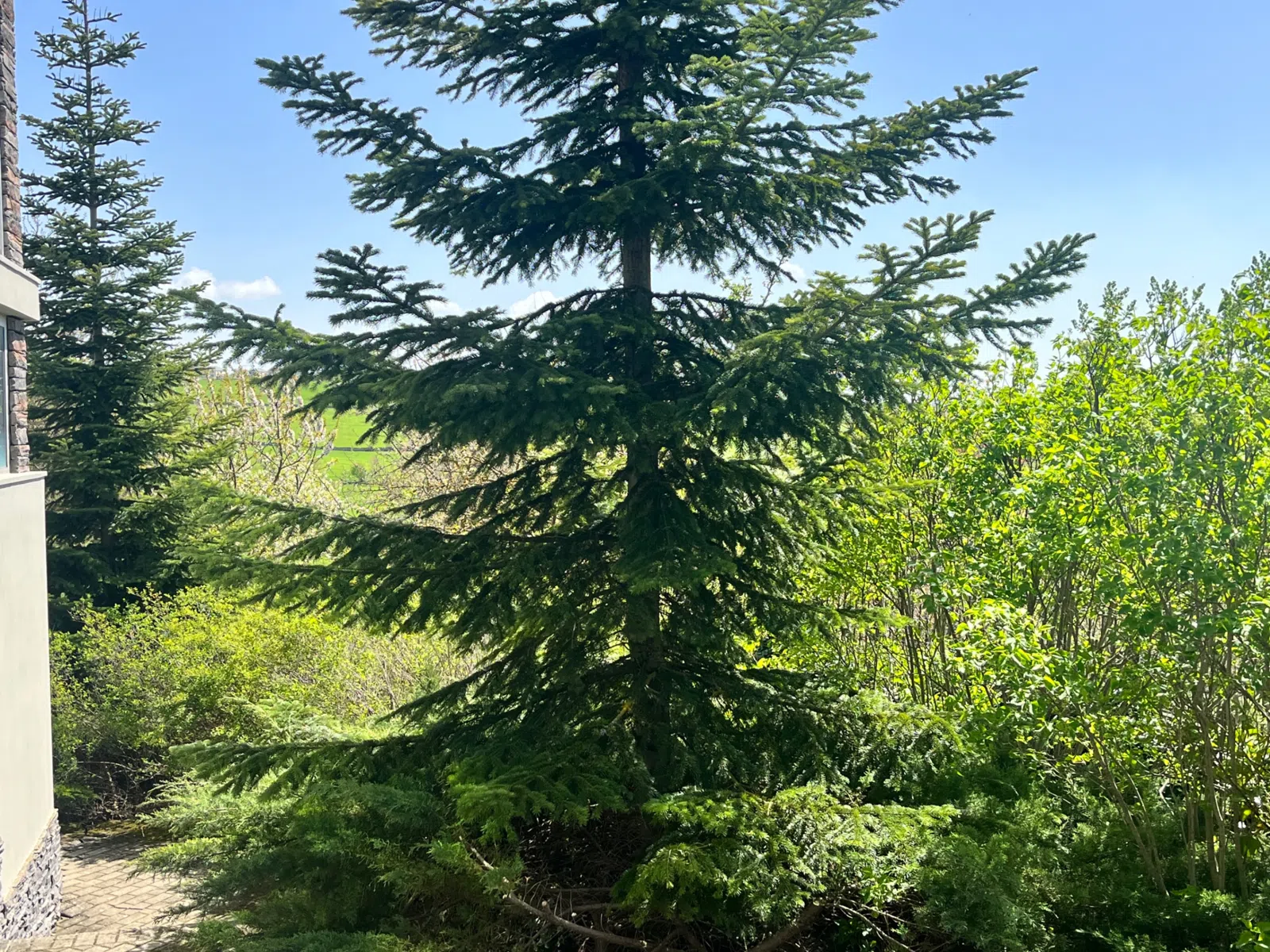 4 otaqlı həyət evi 300 m² - 32 sot torpaq sahəsində satılır — şəkil 9