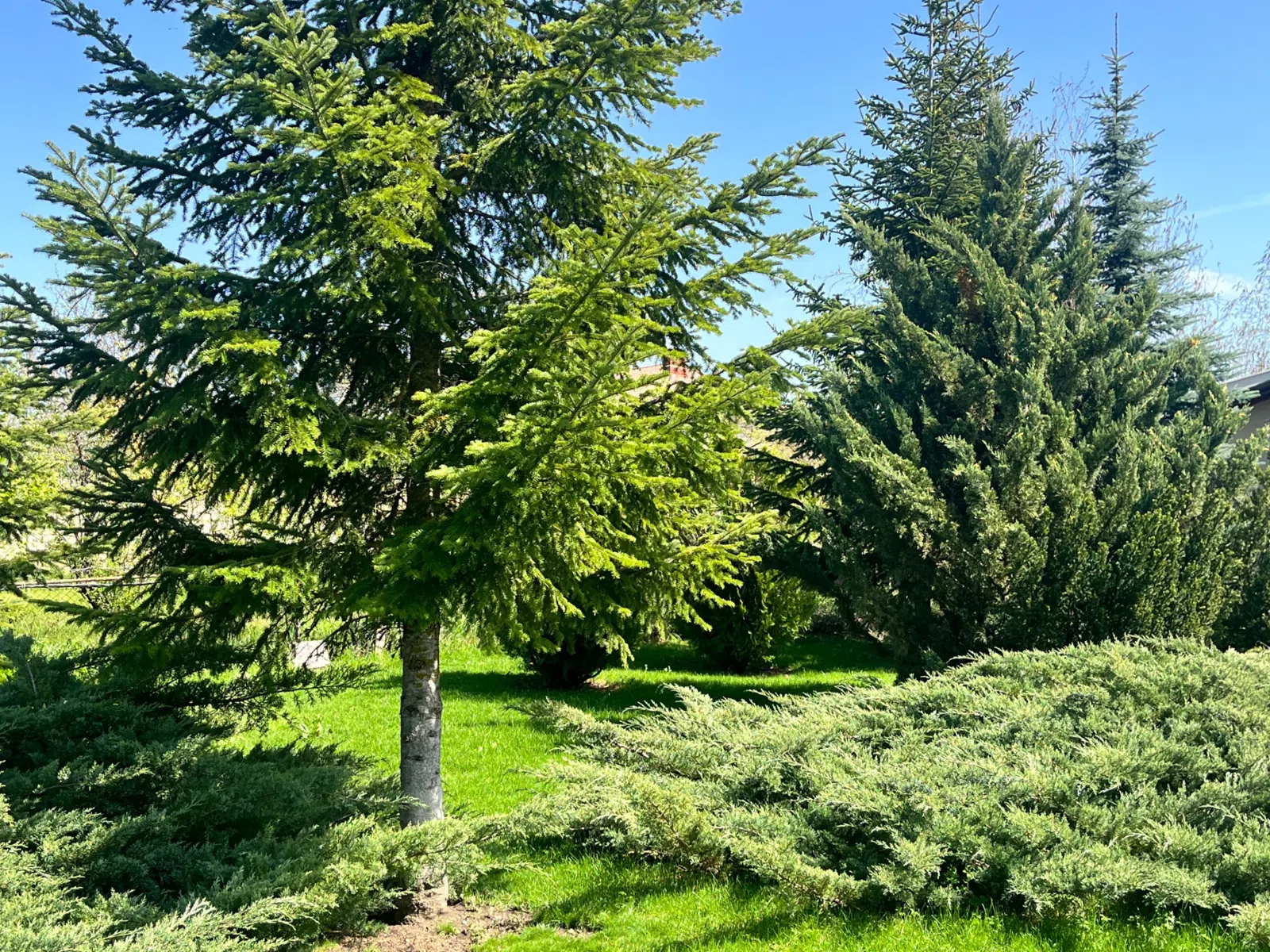 4 otaqlı həyət evi 300 m² - 32 sot torpaq sahəsində satılır — şəkil 3