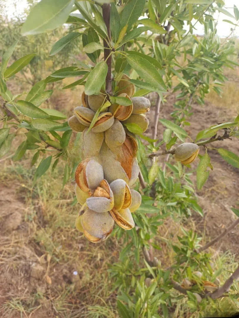Almond and various fruit trees - Tenderyard