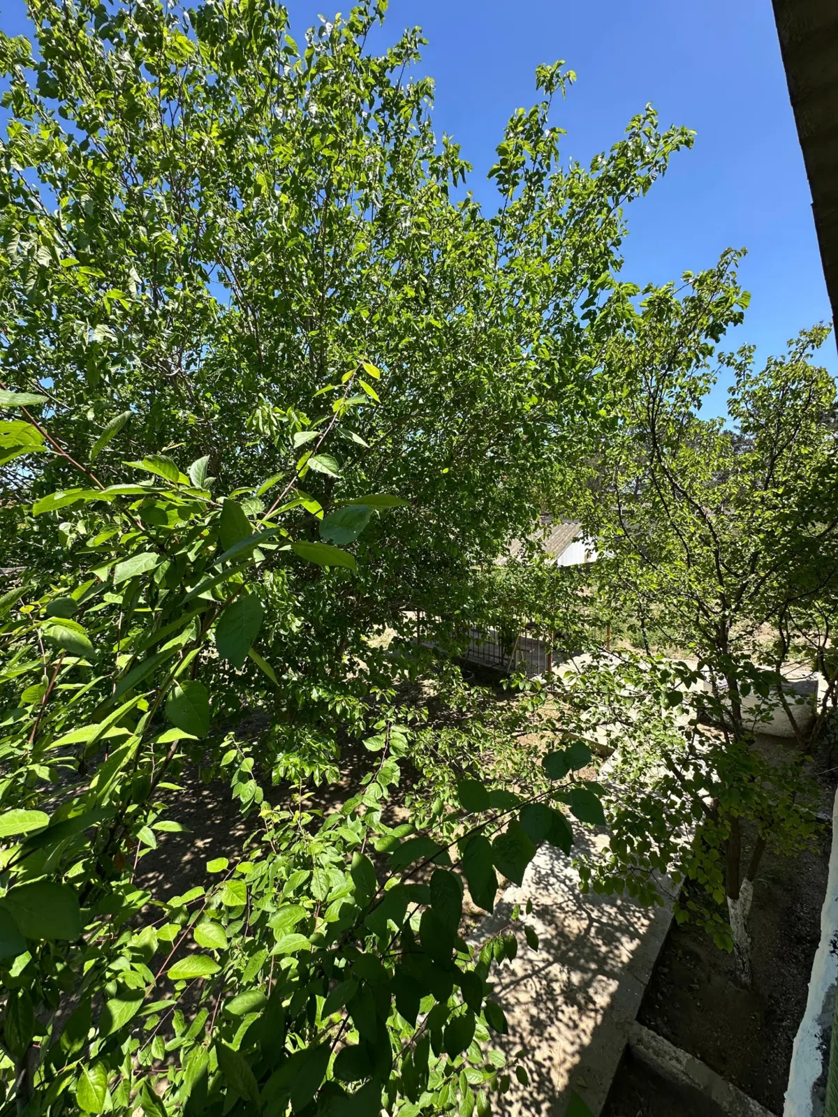 12 sot torpaq sahəsi satılır — şəkil 10