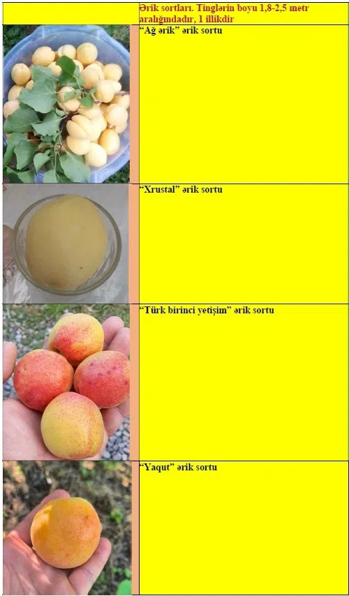 Apricot fruit tree saplings - Tenderyard