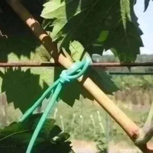 Yaşıl aqro kembrik ipi — şəkil 3