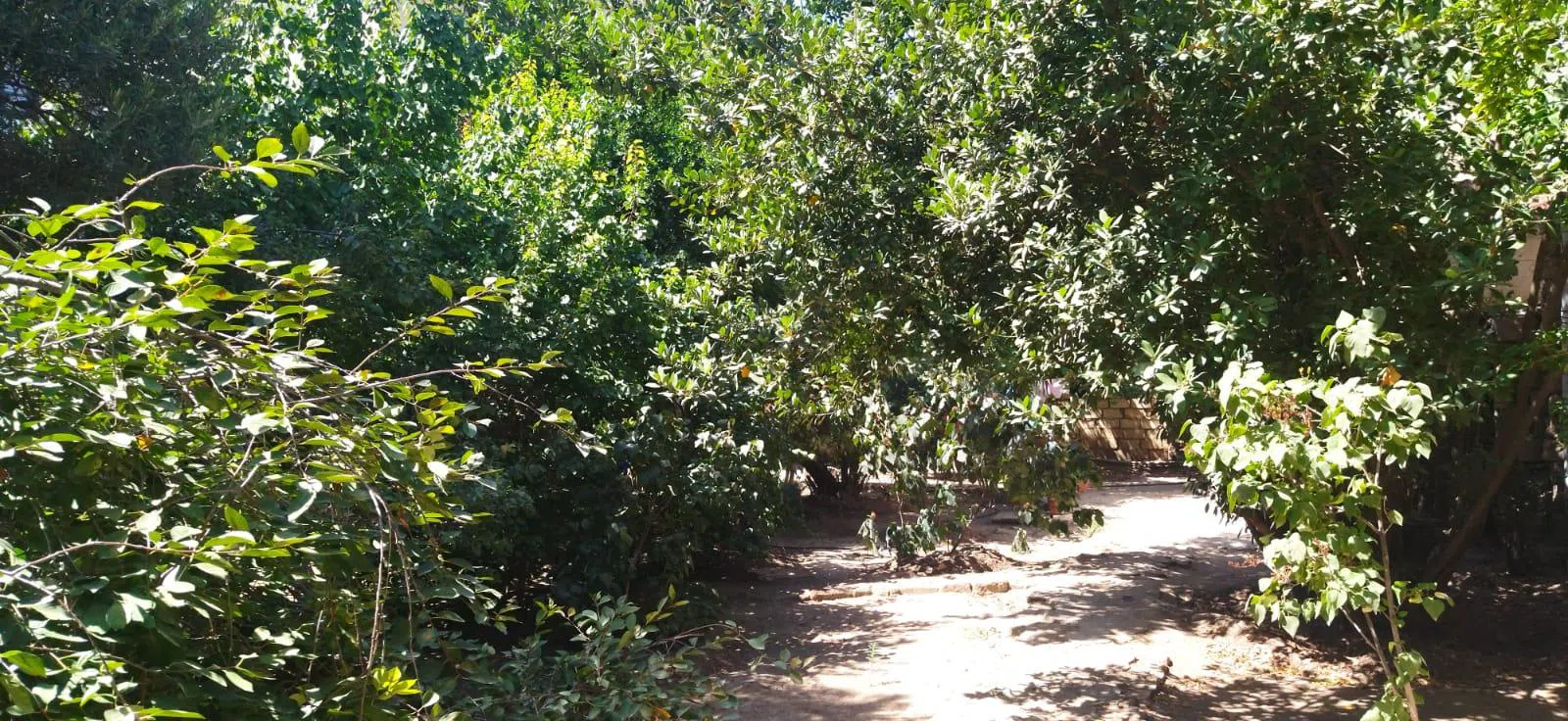 3 otaqlı həyət evi 54 m² - 5.5 sot torpaq sahəsində satılır — şəkil 4