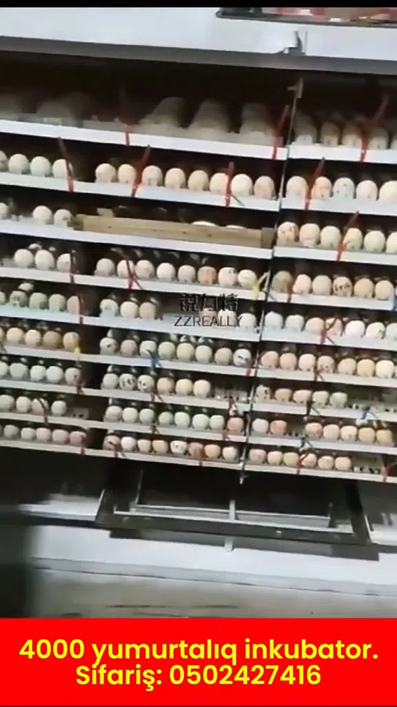 4000 yumurtalıq inkubator (Orta tutumlu peşəkar inkubator) - Tenderyard