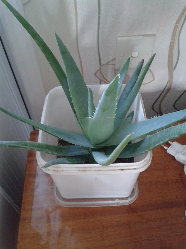 Aloe vera gülləri - Tenderyard