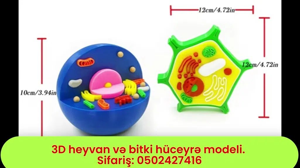 3D animal, human, and plant cell model - Tenderyard