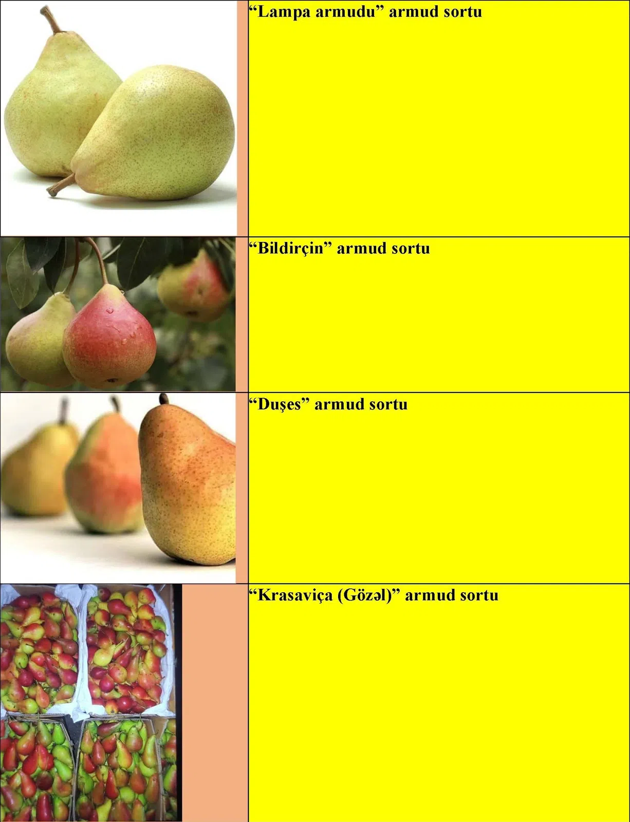 Armud meyvə ağacı tingləri — şəkil 1