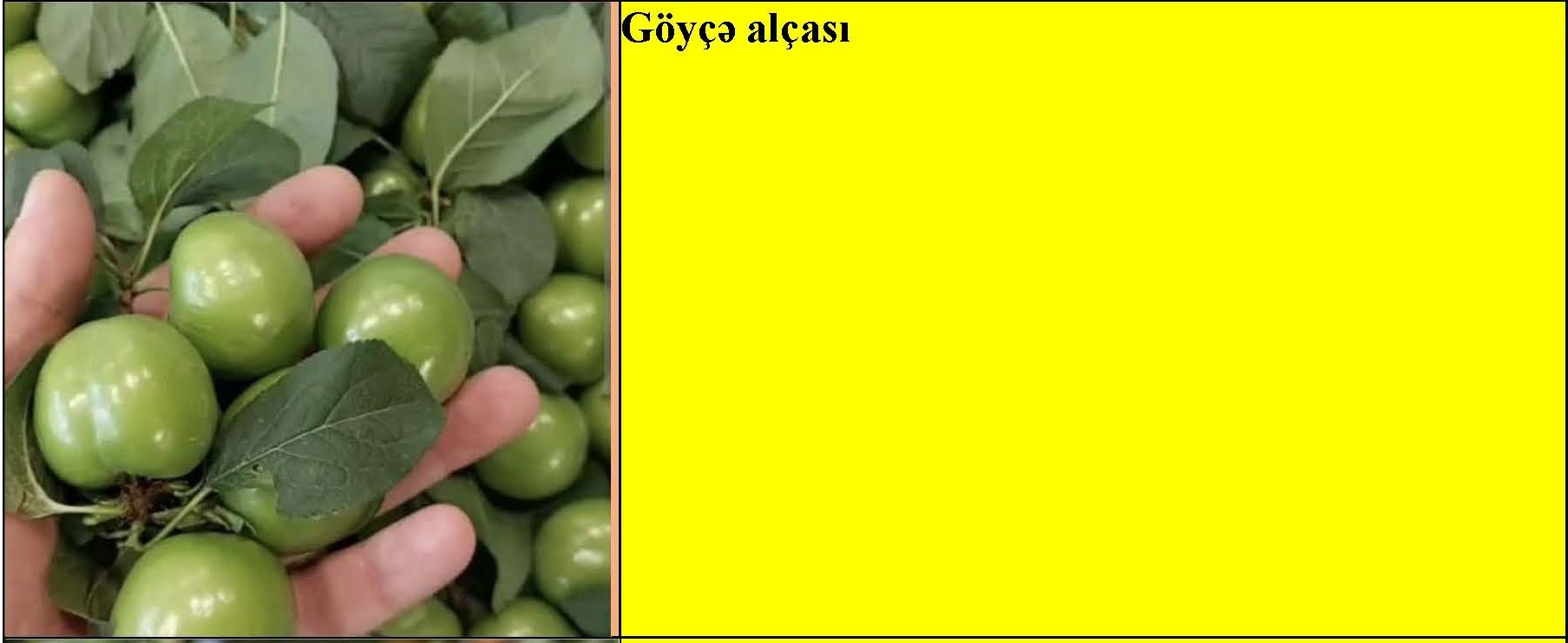 Göyçə alçası, əzgil, göyəm, heyva tingləri — şəkil 1