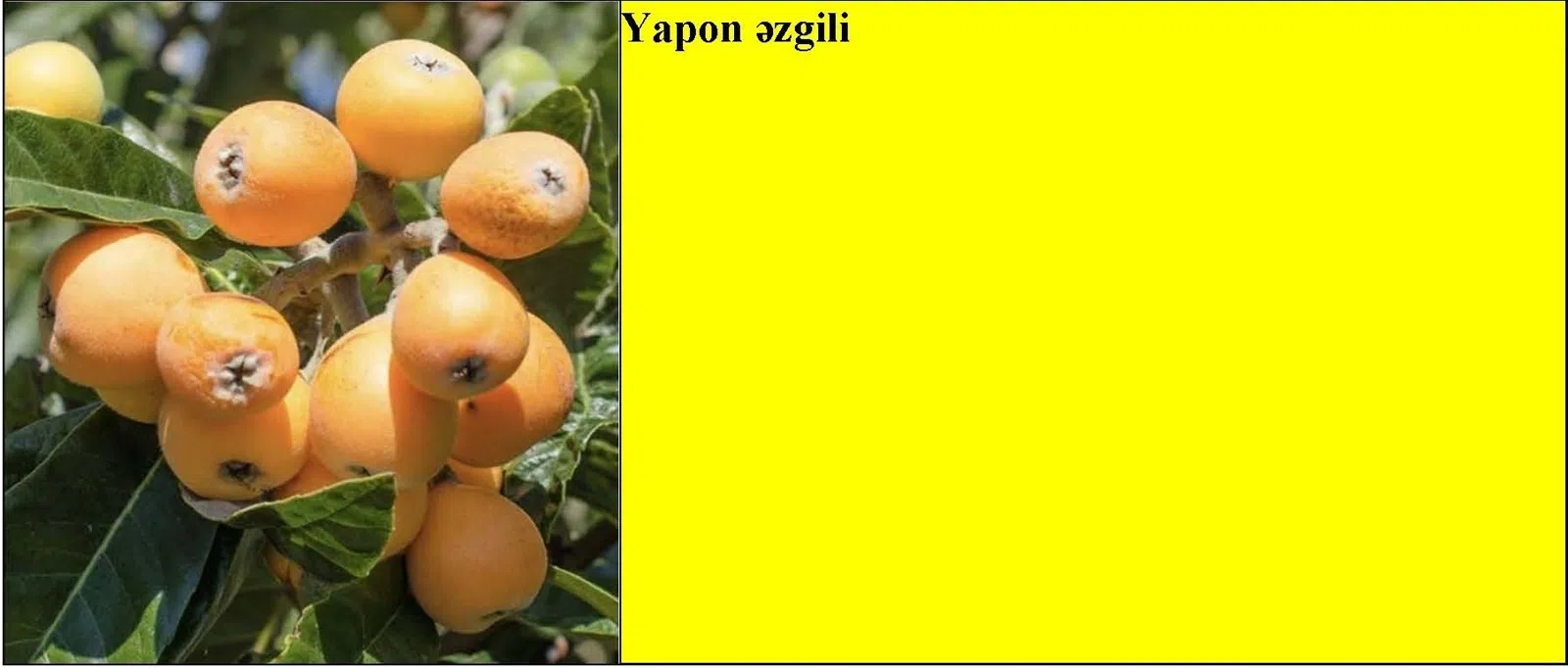 Badam, qoz, tut və yapon əzgili tingləri — şəkil 4