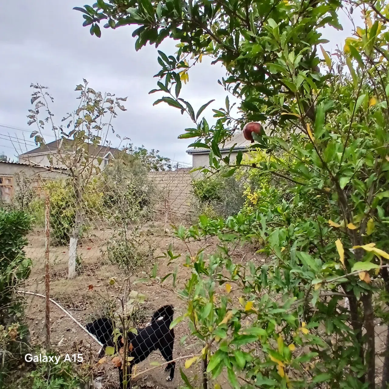 3 otaqlı həyət evi 150 m² - 6.5 sot torpaq sahəsində satılır